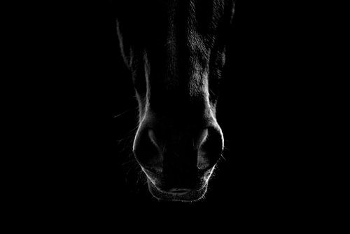 Paard Mystieke Afdruk Het Silhouet van een Paard neus zacht