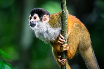 Squirrel monkey in the rainforest of Corcovado, Costa Rica by Martijn Smeets