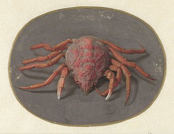Crab, Jan Augustin van der Goes