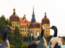 Die Gänse von Moritzburg von Christine Nöhmeier
