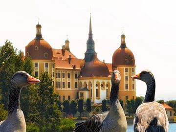 The geese of Moritzburg by Christine Nöhmeier