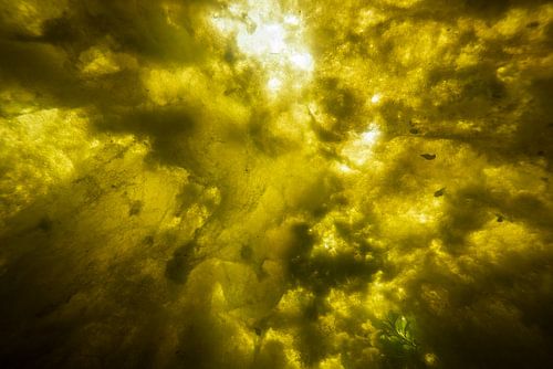 Underwater landscape