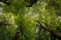 Bladerdak in de lente