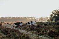 Cow on the heath
