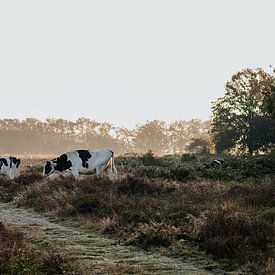 Kuh im Moor von Stephanie Kweldam-Beugelink