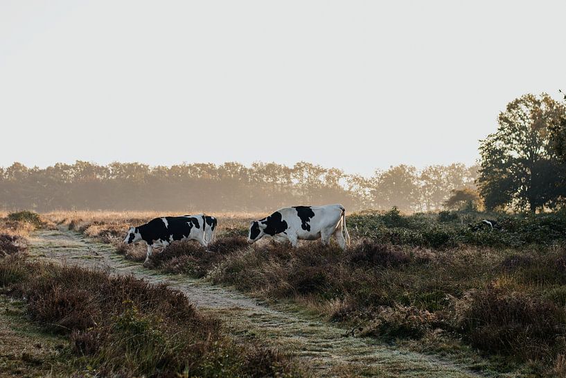 Cow on the heath by Stephanie Kweldam-Beugelink