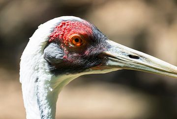 Bird at New York City Zoo by Marcel Kerdijk