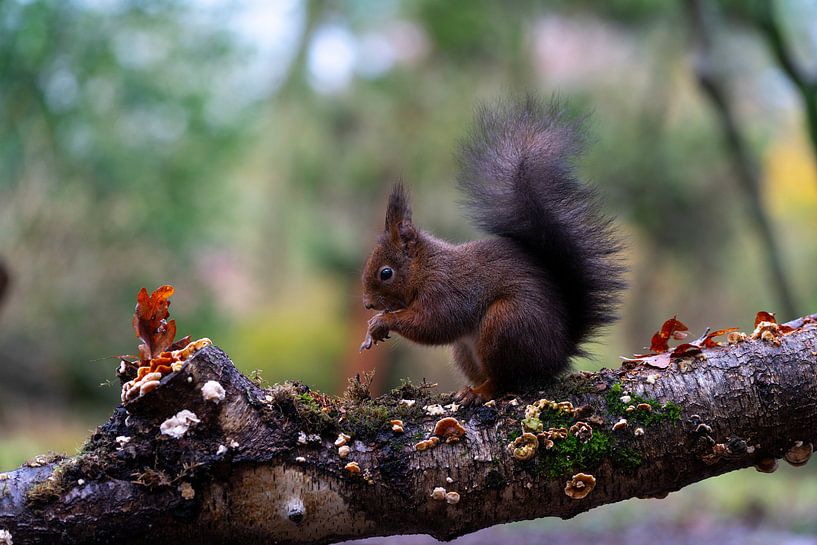 Eichhörnchen von iljan wakker