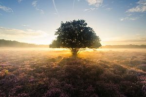 la magie sur la lande... sur Arjan Keers