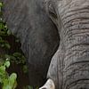 Éléphant difficile à Timbavati, Afrique du Sud sur Teun Janssen