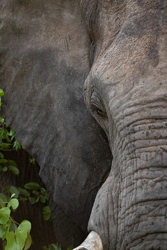 Éléphant difficile à Timbavati, Afrique du Sud sur Teun Janssen
