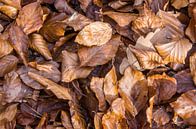 Herfstbladeren van beuk van Fartifos thumbnail