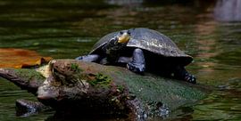 Terekayschildpad von K.K Woonijk