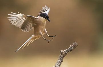 Blue Magpie by Rob Kempers