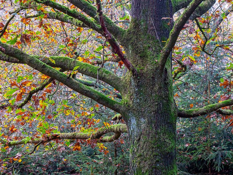 autumn colours by snippefotografie