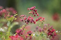 Plantjes en bloemetjes
