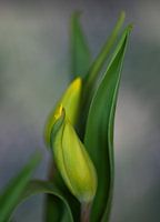 Danse des tulipes