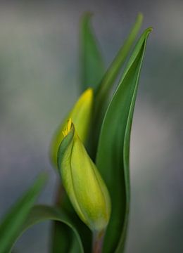Dance of the tulips by Monique van Velzen