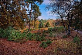 Herbst @ Brunssummerheide von Rob Boon