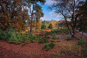 Herbst @ Brunssummerheide von Rob Boon