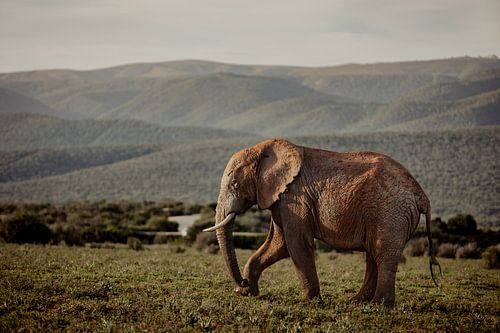 Zuid-Afrikaanse olifant wandelt door het landschap van Addo National Park - Wildlife fotografie
