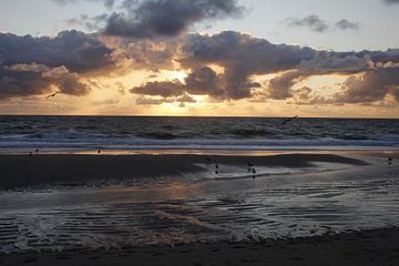 Atmospheric sunset on Sylt with seagulls