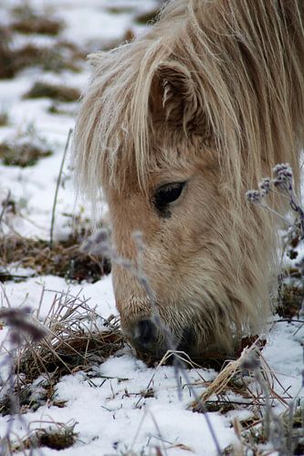 Poney dans un pâturage.