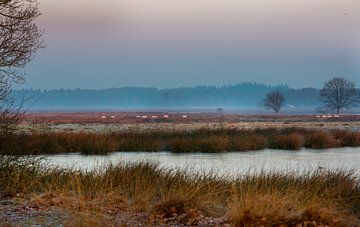 Zonsopkomst in nationaal park Dwingelderveld van Francois Wieringa