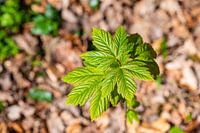 Grün leuchtende Ahornblätter mit verschwommenem Hintergrund