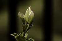 Bourgeon de fleur