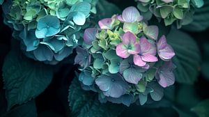 Hortensie's Schönheit