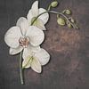 Verfijnde Witte Orchidee van DigitalArtForYou