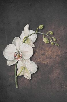 Raffinierte weiße Orchidee