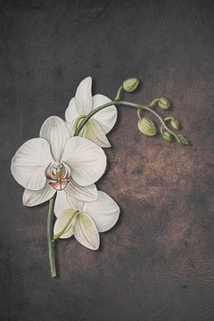Raffinierte weiße Orchidee von DigitalArtForYou