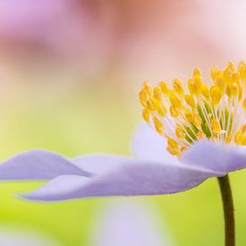 Wood anemone by Mark Dankers