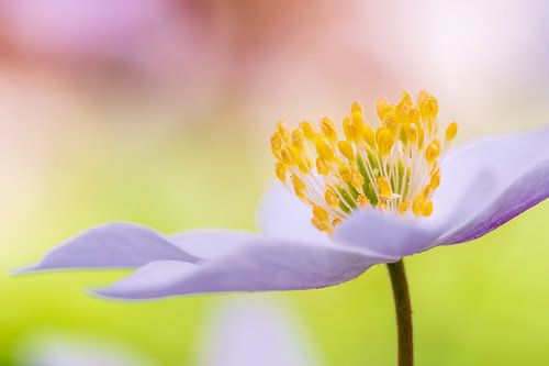 Buschwindröschen von Mark Dankers