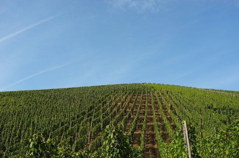 Le vignoble par Eliza Marx