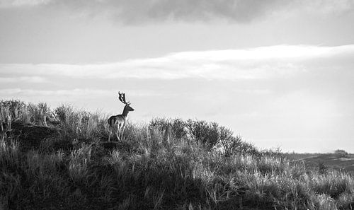 Hert kijkt uit over het duinlandschap