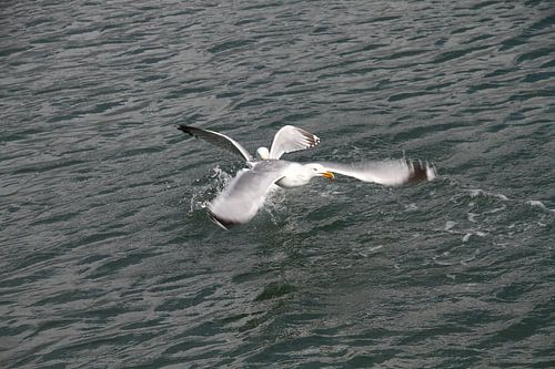 Flying seagull
