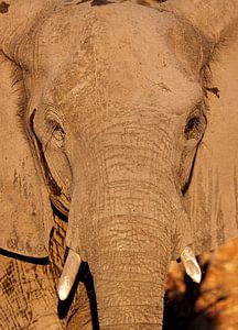 Elephant - Africa wildlife sur W. Woyke