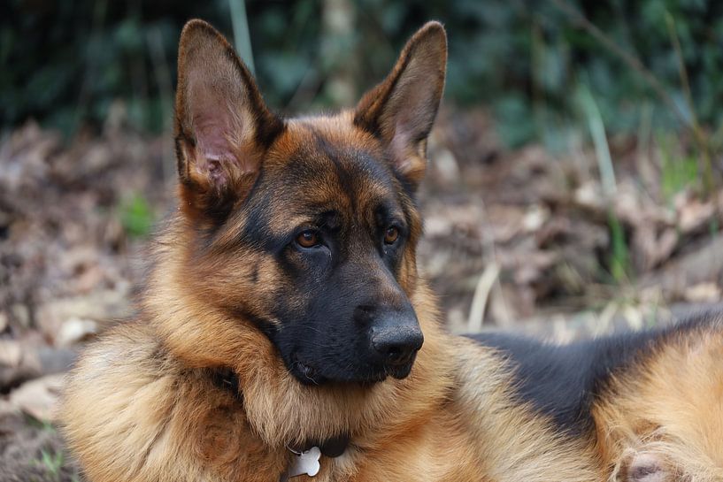 German shepherd by foto by rob spruit