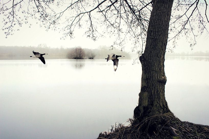 White flight van marjan woudstra