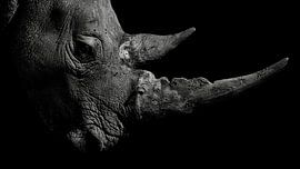 Traces of celebrity.... by Dinu Szabo