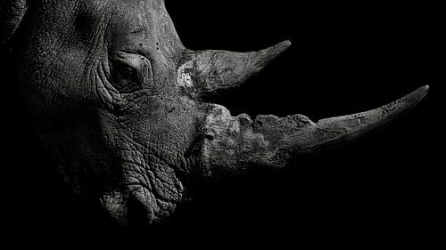 Traces of celebrity....