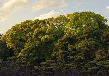 Tokio Keizerlijk Paleis en Nationale Tuin Kokyo (Japan) van Marcel Kerdijk