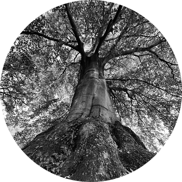 De kracht van een boom in zwart-wit van iPics Photography