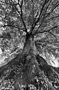 De kracht van een boom in zwart-wit van iPics Photography thumbnail