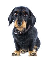 Faithful look - character portrait of a dachshund