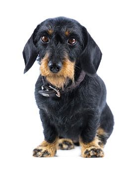 Regard fidèle - portrait de caractère d'un teckel