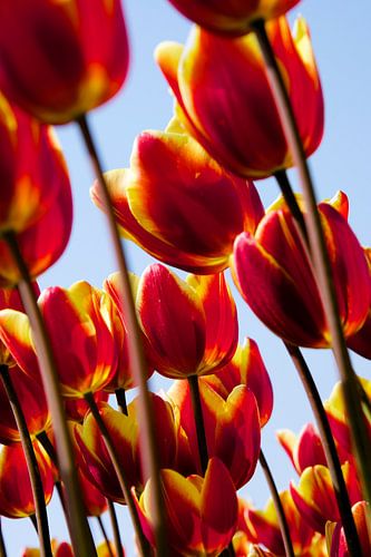 Kleurrijke tulpen